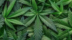 CANNABIS
