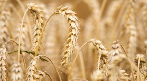 le gluten: ce que vous vouliez savoir