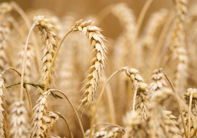 le gluten: ce que vous vouliez savoir